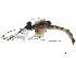  ( - SSAPU-MOS-0009)  @13 [ ] CreativeCommons - Attribution (2019) CBG Photography Group Centre for Biodiversity Genomics