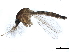  ( - SSAPU-MOS-0011)  @13 [ ] CreativeCommons - Attribution (2019) CBG Photography Group Centre for Biodiversity Genomics