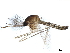 ( - SSAPU-MOS-0012)  @13 [ ] CreativeCommons - Attribution (2019) CBG Photography Group Centre for Biodiversity Genomics