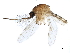  ( - SSAPU-MOS-0013)  @14 [ ] CreativeCommons - Attribution (2019) CBG Photography Group Centre for Biodiversity Genomics