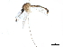  ( - SSAPU-MOS-0016)  @13 [ ] CreativeCommons - Attribution (2019) CBG Photography Group Centre for Biodiversity Genomics