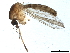  ( - SSAPU-MOS-0020)  @13 [ ] CreativeCommons - Attribution (2019) CBG Photography Group Centre for Biodiversity Genomics