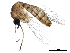  ( - SSAPU-MOS-0021)  @13 [ ] CreativeCommons - Attribution (2019) CBG Photography Group Centre for Biodiversity Genomics