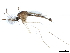 ( - SSAPU-MOS-0022)  @13 [ ] CreativeCommons - Attribution (2019) CBG Photography Group Centre for Biodiversity Genomics