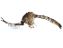  ( - SSAPU-MOS-0023)  @13 [ ] CreativeCommons - Attribution (2019) CBG Photography Group Centre for Biodiversity Genomics