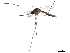  ( - SSAPU-MOS-0024)  @13 [ ] CreativeCommons - Attribution (2019) CBG Photography Group Centre for Biodiversity Genomics