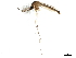  ( - SSAPU-MOS-0026)  @14 [ ] CreativeCommons - Attribution (2019) CBG Photography Group Centre for Biodiversity Genomics