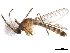  ( - SSAPU-MOS-0027)  @13 [ ] CreativeCommons - Attribution (2019) CBG Photography Group Centre for Biodiversity Genomics