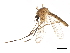  ( - SSAPU-MOS-0028)  @13 [ ] CreativeCommons - Attribution (2019) CBG Photography Group Centre for Biodiversity Genomics