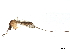  ( - SSAPU-MOS-0029)  @13 [ ] CreativeCommons - Attribution (2019) CBG Photography Group Centre for Biodiversity Genomics