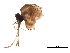  ( - SSAPU-MOS-0031)  @11 [ ] CreativeCommons - Attribution (2019) CBG Photography Group Centre for Biodiversity Genomics