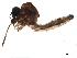  (Culex epidesmus - SSAPU-MOS-0032)  @11 [ ] CreativeCommons - Attribution (2019) CBG Photography Group Centre for Biodiversity Genomics
