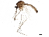  ( - SSAPU-MOS-0041)  @11 [ ] CreativeCommons - Attribution (2019) CBG Photography Group Centre for Biodiversity Genomics