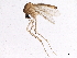  ( - SSAPU-MOS-0042)  @13 [ ] CreativeCommons - Attribution (2019) CBG Photography Group Centre for Biodiversity Genomics
