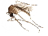  ( - SSAPU-MOS-0045)  @13 [ ] CreativeCommons - Attribution (2019) CBG Photography Group Centre for Biodiversity Genomics