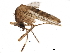  ( - SSAPU-MOS-0048)  @13 [ ] CreativeCommons - Attribution (2019) CBG Photography Group Centre for Biodiversity Genomics