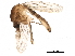  ( - SSAPU-MOS-0050)  @13 [ ] CreativeCommons - Attribution (2019) CBG Photography Group Centre for Biodiversity Genomics