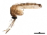  ( - SSAPU-MOS-0051)  @11 [ ] CreativeCommons - Attribution (2019) CBG Photography Group Centre for Biodiversity Genomics