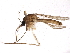 ( - SSAPU-MOS-0053)  @11 [ ] CreativeCommons - Attribution (2019) CBG Photography Group Centre for Biodiversity Genomics