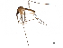  ( - SSAPU-MOS-0059)  @13 [ ] CreativeCommons - Attribution (2019) CBG Photography Group Centre for Biodiversity Genomics