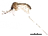  ( - SSAPU-MOS-0061)  @13 [ ] CreativeCommons - Attribution (2019) CBG Photography Group Centre for Biodiversity Genomics