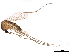  ( - SSAPU-MOS-0062)  @13 [ ] CreativeCommons - Attribution (2019) CBG Photography Group Centre for Biodiversity Genomics
