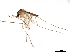  ( - SSAPU-MOS-0063)  @13 [ ] CreativeCommons - Attribution (2019) CBG Photography Group Centre for Biodiversity Genomics