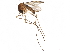  ( - SSAPU-MOS-0067)  @13 [ ] CreativeCommons - Attribution (2019) CBG Photography Group Centre for Biodiversity Genomics