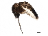  ( - SSAPU-MOS-0076)  @13 [ ] CreativeCommons - Attribution (2019) CBG Photography Group Centre for Biodiversity Genomics