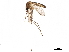  ( - SSAPU-MOS-0085)  @13 [ ] CreativeCommons - Attribution (2019) CBG Photography Group Centre for Biodiversity Genomics
