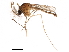  ( - SSAPU-MOS-0086)  @14 [ ] CreativeCommons - Attribution (2019) CBG Photography Group Centre for Biodiversity Genomics