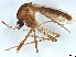  ( - SSAPU-MOS-0131)  @11 [ ] CreativeCommons - Attribution (2022) CBG Photography Group Centre for Biodiversity Genomics