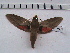  ( - MOTH115b)  @11 [ ] Copyright (2011) Aditi S Shere Kharwar Paul Hebert Centre for DNA Barcoding and Biodiversity Studies
