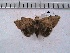  ( - MOTH116c)  @12 [ ] Copyright (2017) Aditi S Shere-Kharwar Paul Hebert Centre for DNA Barcoding and Biodiversity Studies