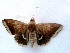  ( - MOTH116b)  @13 [ ] Copyright (2011) Aditi S Shere Kharwar Paul Hebert Centre for DNA Barcoding and Biodiversity Studies