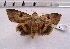 ( - MOTH122b)  @12 [ ] Copyright (2017) Aditi S Shere Kharwar Paul Hebert Centre for DNA Barcoding and Biodiversity Studies