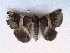  ( - MOTH134b)  @13 [ ] Copyright (2011) Aditi S Shere Kharwar Paul Hebert Centre for DNA Barcoding and Biodiversity Studies