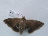  ( - MOTH174)  @13 [ ] Copyright (2011) Aditi S Shere Kharwar Paul Hebert Centre for DNA Barcoding and Biodiversity Studies