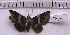  ( - MOTH134)  @13 [ ] Copyright (2011) Aditi S. Shere-Kharwar Paul Hebert Centre for DNA Barcoding and Biodiversity Studies (PHCDBBS)