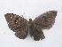  ( - MOTH159)  @13 [ ] Copyright (2011) Aditi S. Shere-Kharwar Paul Hebert Centre for DNA Barcoding and Biodiversity Studies (PHCDBBS)