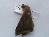  ( - MOTH176)  @12 [ ] Copyright (2011) Aditi S. Shere-Kharwar Paul Hebert Centre for DNA Barcoding and Biodiversity Studies (PHCDBBS)