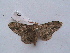  ( - MOTH204)  @12 [ ] Copyright (2011) Aditi S. Shere-Kharwar Paul Hebert Centre for DNA Barcoding and Biodiversity Studies (PHCDBBS)