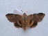  ( - MOTH207)  @13 [ ] Copyright (2011) Aditi S. Shere-Kharwar Paul Hebert Centre for DNA Barcoding and Biodiversity Studies (PHCDBBS)