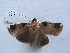  (Callyna costiplaga - MOTH214)  @13 [ ] Copyright (2011) Aditi S. Shere-Kharwar Paul Hebert Centre for DNA Barcoding and Biodiversity Studies (PHCDBBS)