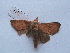  ( - MOTH222)  @13 [ ] Copyright (2011) Aditi S. Shere-Kharwar Paul Hebert Centre for DNA Barcoding and Biodiversity Studies (PHCDBBS)