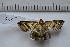  ( - MOTH605)  @12 [ ] Copyright (2012) Aditi S. Shere-Kharwar Paul Hebert Centre for DNA Barcoding and Biodiversity Studies (PHCDBBS)