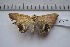  ( - MOTH615)  @13 [ ] Copyright (2012) Aditi S. Shere-Kharwar Paul Hebert Centre for DNA Barcoding and Biodiversity Studies (PHCDBBS)