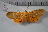  ( - MOTH617)  @13 [ ] Copyright (2012) Aditi S. Shere-Kharwar Paul Hebert Centre for DNA Barcoding and Biodiversity Studies (PHCDBBS)