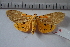  ( - MOTH618)  @13 [ ] Copyright (2012) Aditi S. Shere-Kharwar Paul Hebert Centre for DNA Barcoding and Biodiversity Studies (PHCDBBS)
