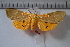  ( - MOTH620)  @13 [ ] Copyright (2012) Aditi S. Shere-Kharwar Paul Hebert Centre for DNA Barcoding and Biodiversity Studies (PHCDBBS)
